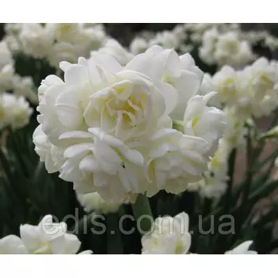 Нарцис Мультифлора Erlicheer (Ерлішер) 13/15 1 шт./уп.