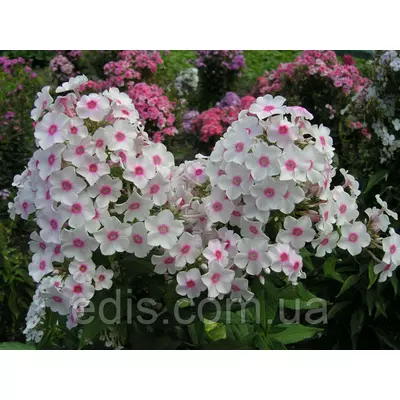 Флокс волотистий Miss Holland (Міс Холланд) кореневище