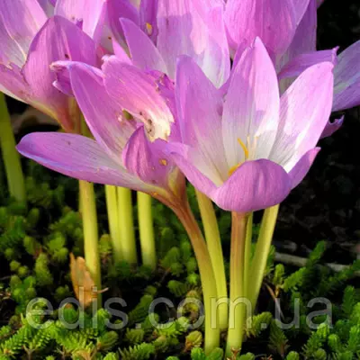 Колхикум (пізньоцвіт) Lilac Bedder 1 луковица