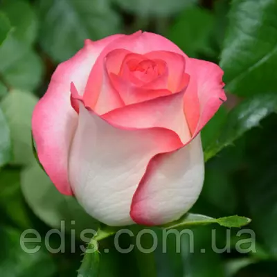 Роза Джумилия (Jumilia) чайно-гібридна