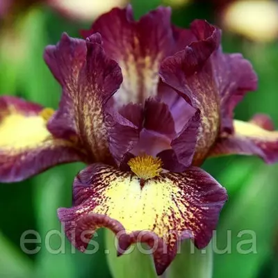 Ірис карликовий Ringer (Рінга)