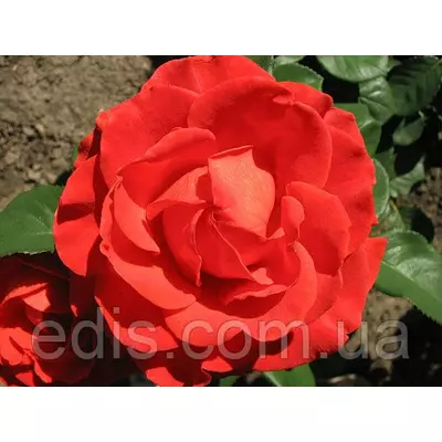 Троянда Ельторо (El Toro) чайно-гібридна