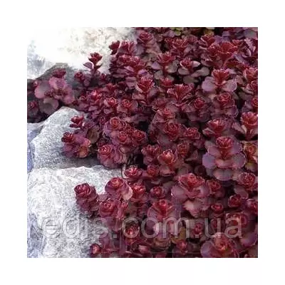 Очиток (седум) помилковий dragon's Blood (Кров Дракона)