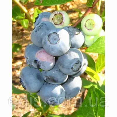 Лохина Блюголд (середньостигла)