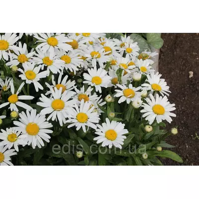 Ромашка низькоросла Сільвер Принцес 0.2 г насіння Яскрава