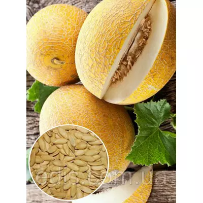 Диня Колгоспниця 100 г, вагове насіння Яскрава