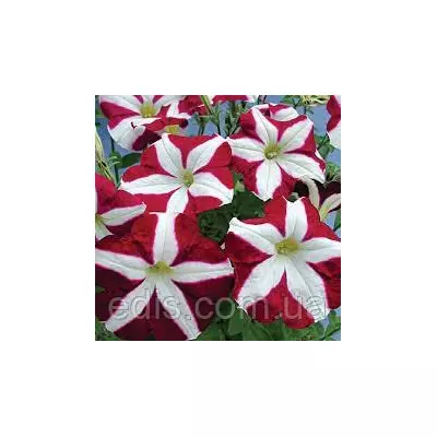 Петунія гігантська Усмев F1, 10 насінин-драже, Яскрава PREMIUM