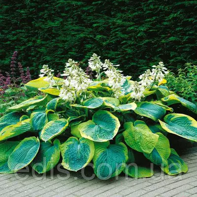 Хоста Frances Williams (Френсіс Вільямс) кореневище