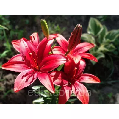 Лілія азіатська Cavoli 1 цибулина 12/14