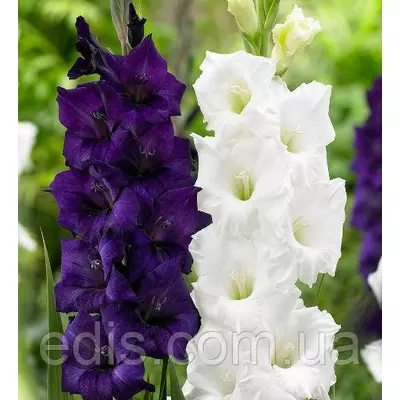 Набір гладіолусів Ультра 7 цибулин/уп.