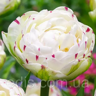 Тюльпан махровий Danceline (Денс Лайн) 3 цибулинки