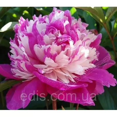Півонія Celebrity ® Trademark (Селебріті) кореневище