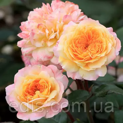 Троянда паркова (шраб) Жорж Данжан (Georges Denjean)