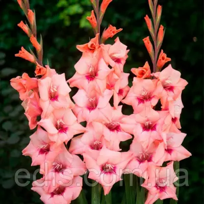 Гладіолус бамбіно Whitney (Витни) 2 квітконоса, 3 шт./уп.