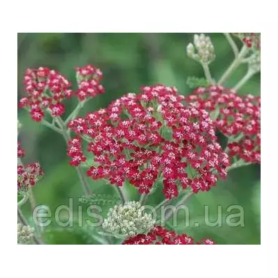 Деревій Millefolium Cassis у контейнері