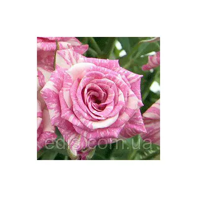 Троянда спрей Флеш Пінк ( Flash Pink )