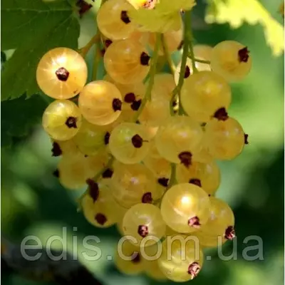 Смородина жовта Імператорська (середньорання)
