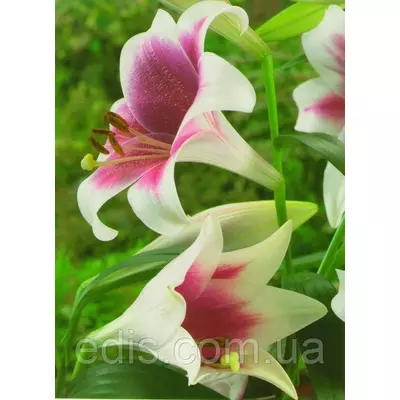 Лілія LO гібрид Triumphator (Тріумфатор) 1 цибулина 12/14