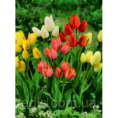 Суміш тюльпанів мультифлора, 9 цибулини