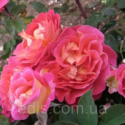 Троянда в'юнка Павичеве око (Peacock Eye)