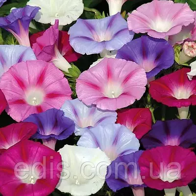 Іпомея суміш триколірна 1,0 г, насіння Яскрава