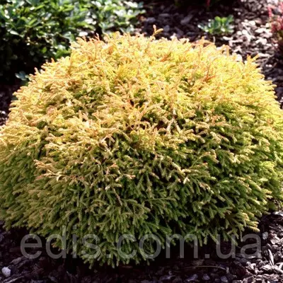 Туя Golden Tuffet (Голден Таффет) у контейнері 1 л