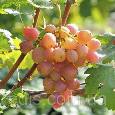 Виноград Гурман Лакомка (ранній)