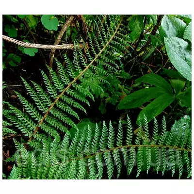 Папороть Proliferum у контейнері