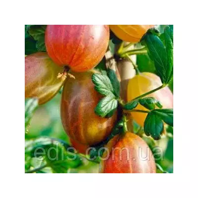 Агрус Карат (ранній)