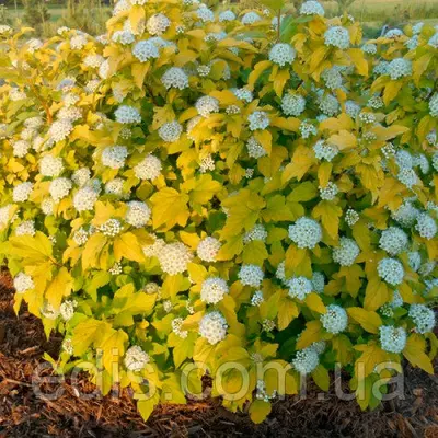 Пухиреплідник калинолистний Dart's Gold (Дартс Голд) у контейнері