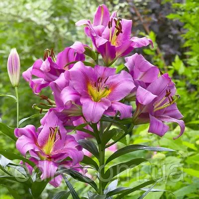 Лілію ОТ гібрид гігант Purple Lady (Пьопл Леді) 1 цибулина 12/14