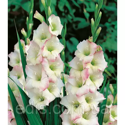 Гладіолус Cream Perfection 3 шт./уп., великоквітковий
