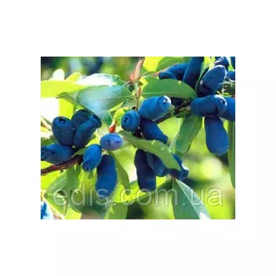 Жимолость Каріна (рання)