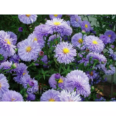 Айстра ново-бельгійська Marie Ballard (Марі Баллард)