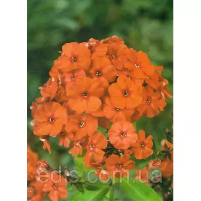 Флокс волотистий Orange Perfection (Оранж Перфекшн) кореневище