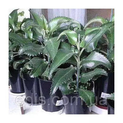 Каланхое Дегремона (лікувальний)