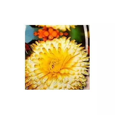 Календула Крембрюле 0,5 г, насіння Яскрава