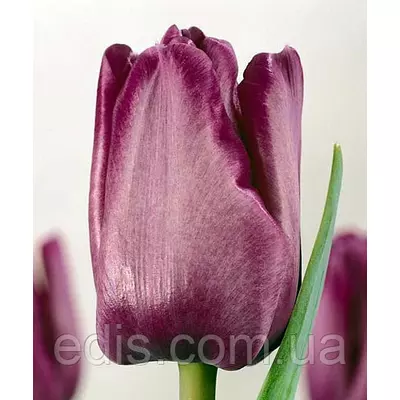 Тюльпан простий пізній Blue Aimable 3 цибулинки