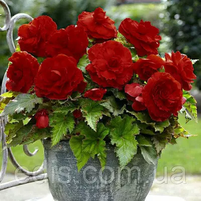 Бегонія бульбова махрова New Star Темно Червона, 1 бульба