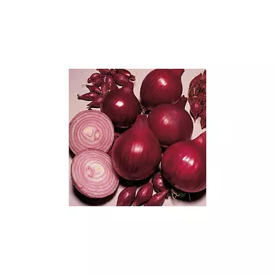 Цибулю севок Ред Барон 21/24 (середньоранній) 0.5 кг