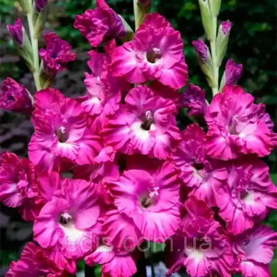 Гладіолус гофрований Nablus (Небліс) 3 шт/уп