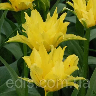 Тюльпан лілієвидний махровий Yellow Spider (Єллоу Спайдер) 3 цибулинки