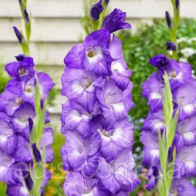 Гладіолус Nori 3 шт/уп