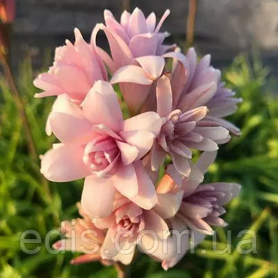 Тубероза махрова рожева Pink Sapphire (Пінк Сапфір), цибулини