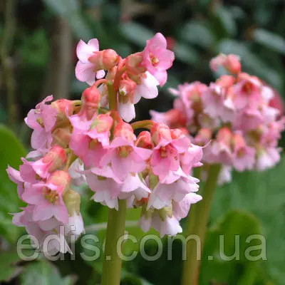 Бадан Baby Doll (Бебі Долл)