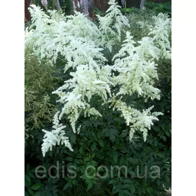 Астільба Brautschleier (Браутшляйер)