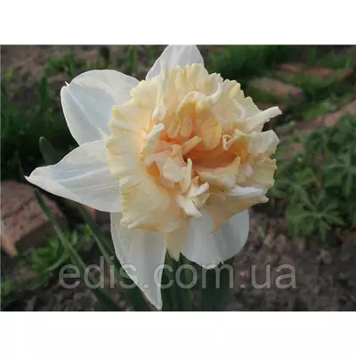 Нарцис Корончатий з махровою короною Petit Four (Петіт Фо) 2 цибулини