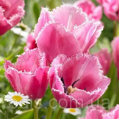 Тюльпан мультифлора оторочений Fringed Family (Фріндж Фемілі) 3 цибулини