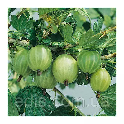 Агрус Рефламба штамб (пізній)