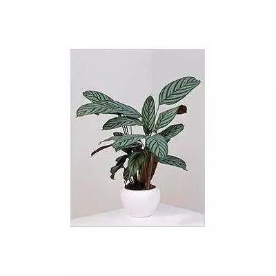 Ктенанта Амагріс, горщик 0,5 л.